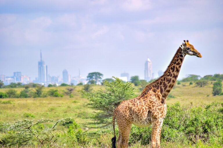Giraffe in nairobi Park