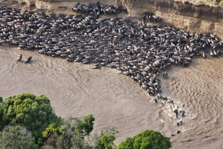 Migration crossings