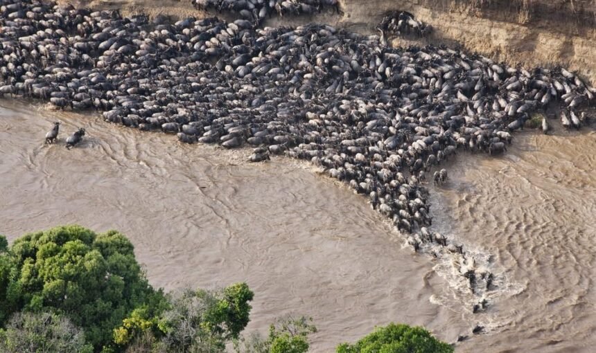 When Is the Best Time to See the Great Migration?
