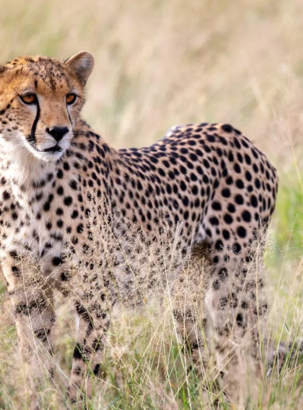 aardwolf Africa adventure safaris Kenya destination