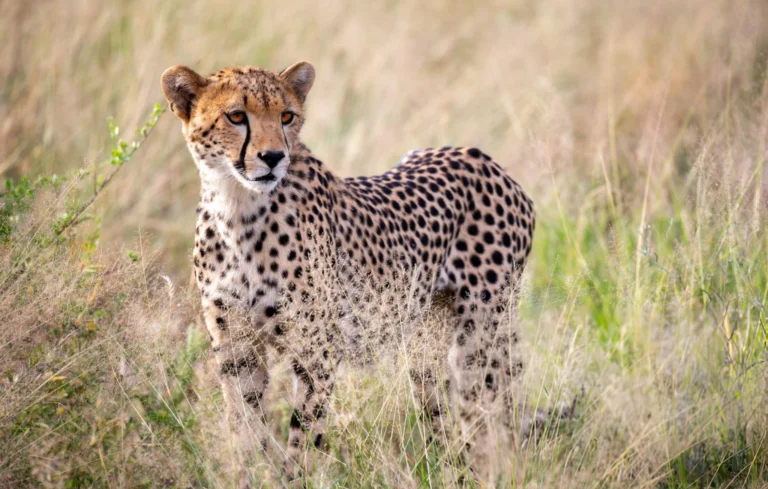 aardwolf Africa adventure safaris Kenya destination
