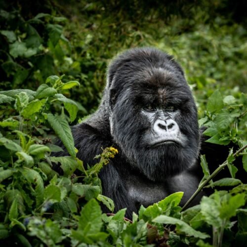 aardwolf Africa adventure safaris Rwanda destination