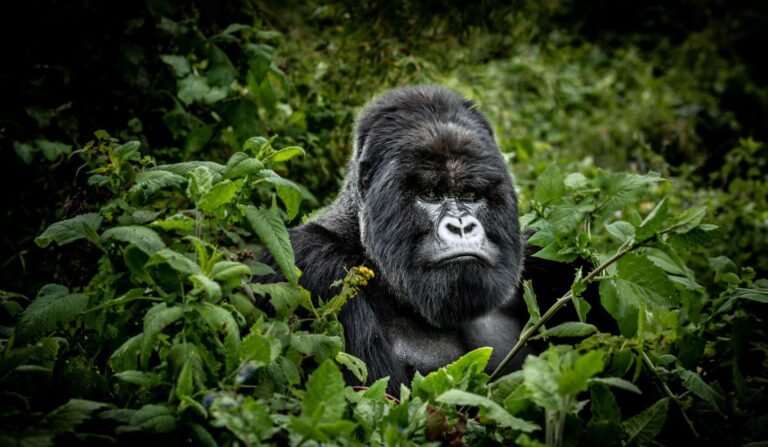 aardwolf Africa adventure safaris Rwanda destination