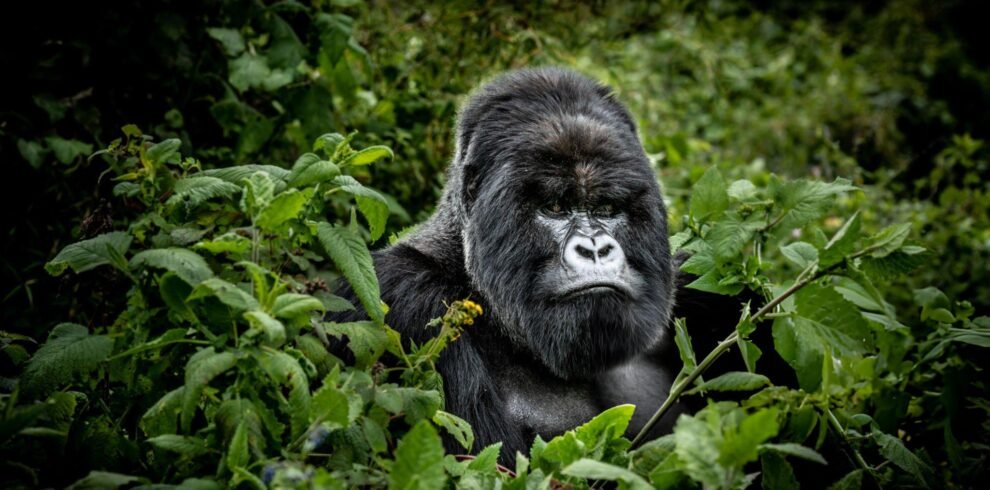 aardwolf Africa adventure safaris Rwanda destination