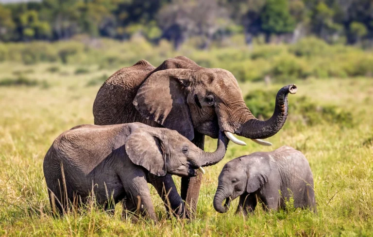 aardwolf Africa adventure safaris Tanzania destination