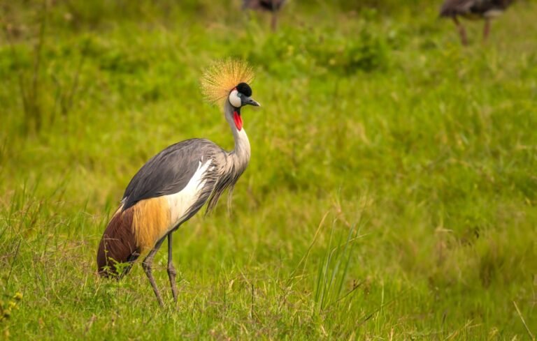 aardwolf Africa adventure safaris Uganda destination