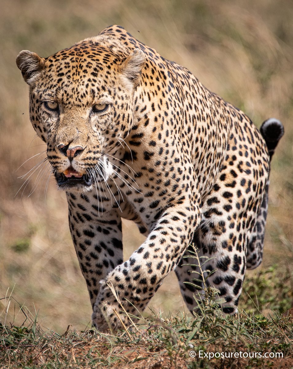 leopard-exposure-tours