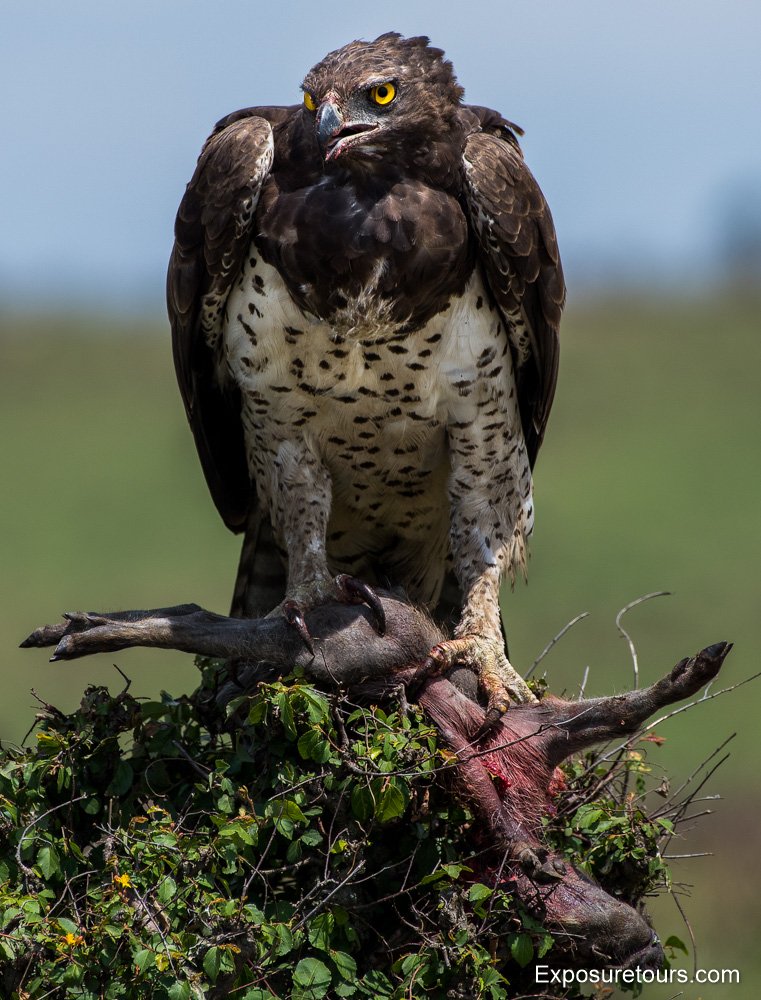 martial-eagle-vert-et