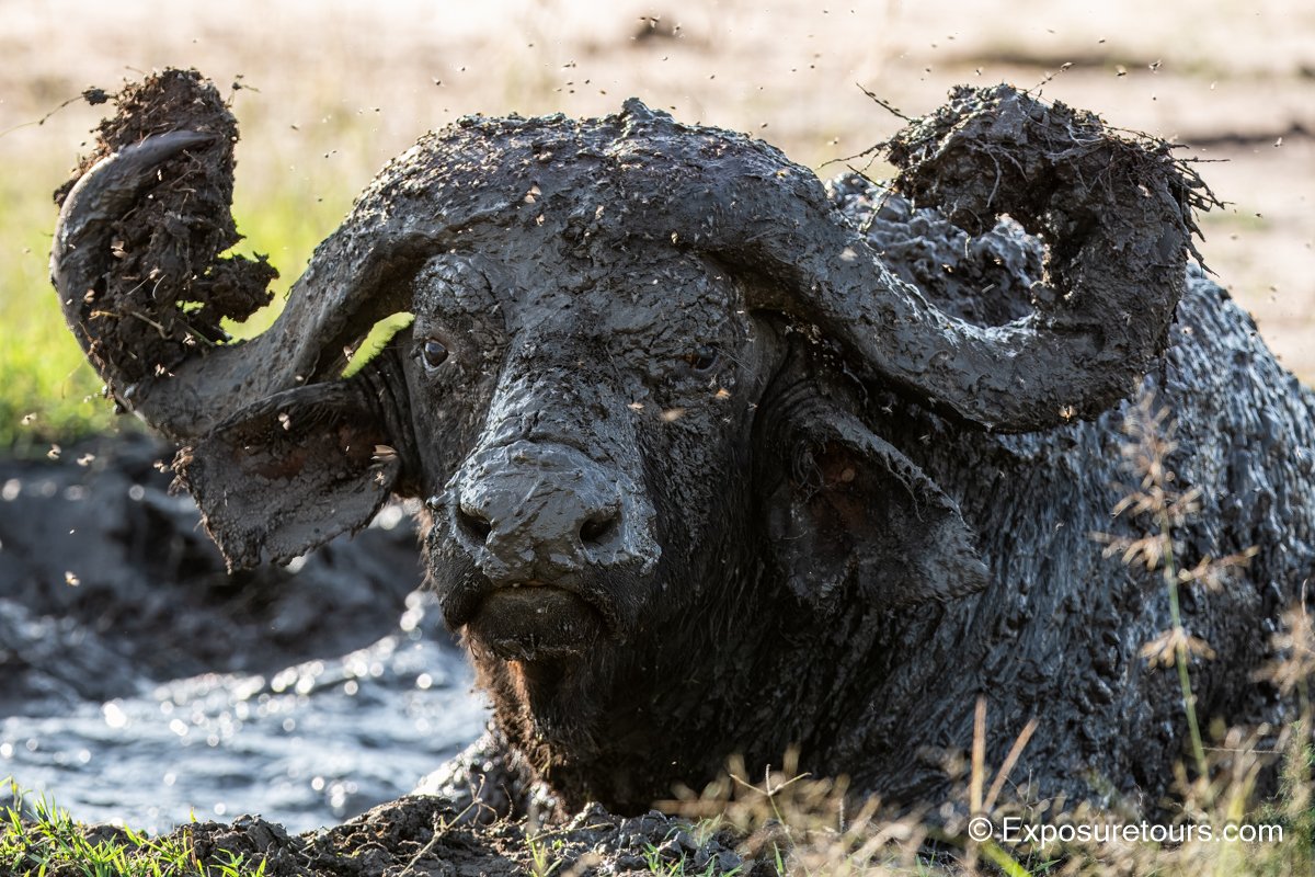 muddy-buffalo-exposure-tours