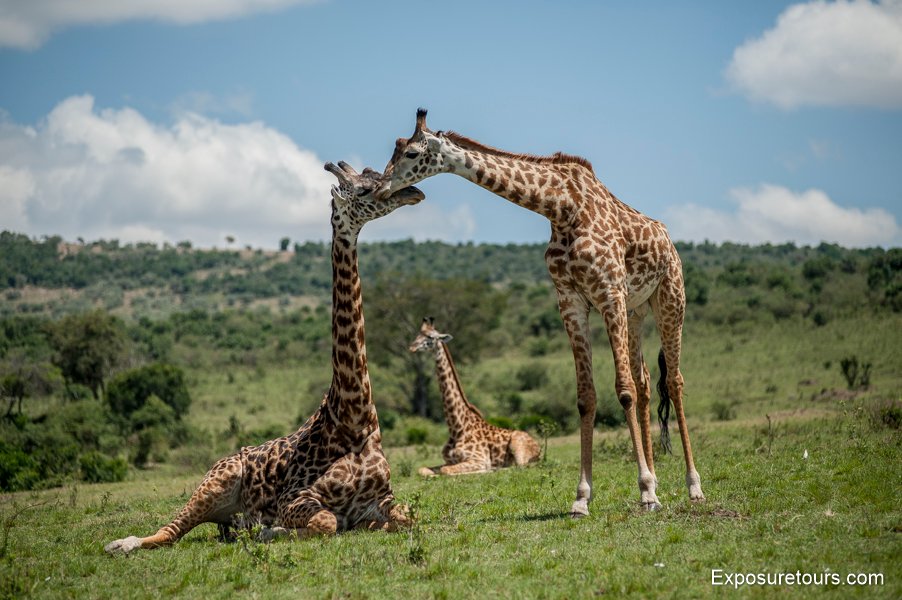 photo-safari-giraffe