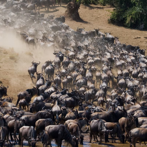 wildebeests migrations maasai mara