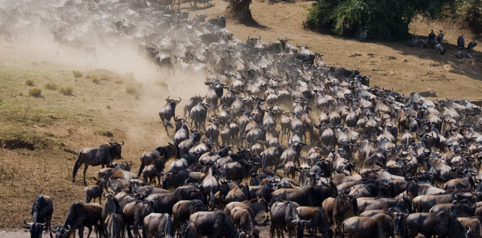 wildebeests migrations maasai mara