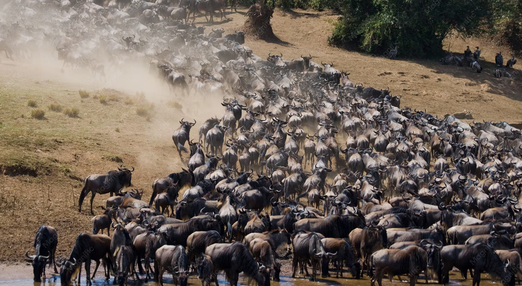 wildebeests migrations maasai mara