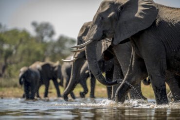 African Safari Holidays: Discover the Beauty, Wildlife and Adventure of Africa