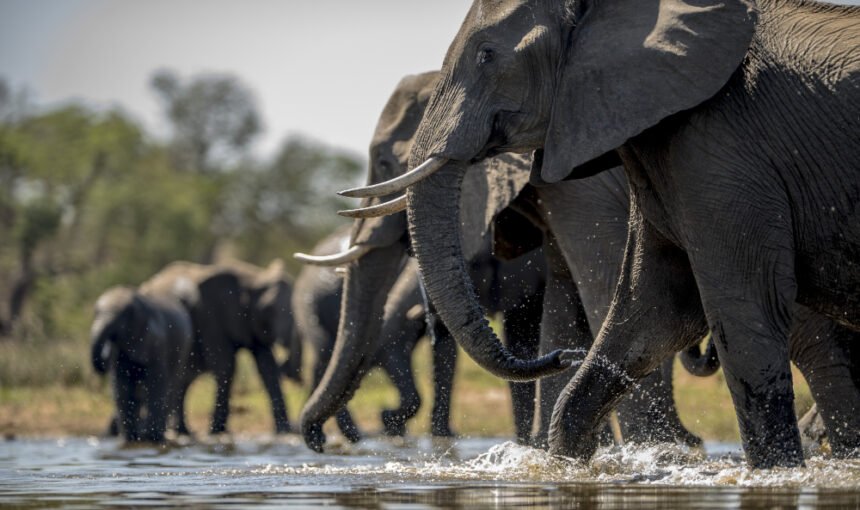 African Safari Holidays: Discover the Beauty, Wildlife and Adventure of Africa