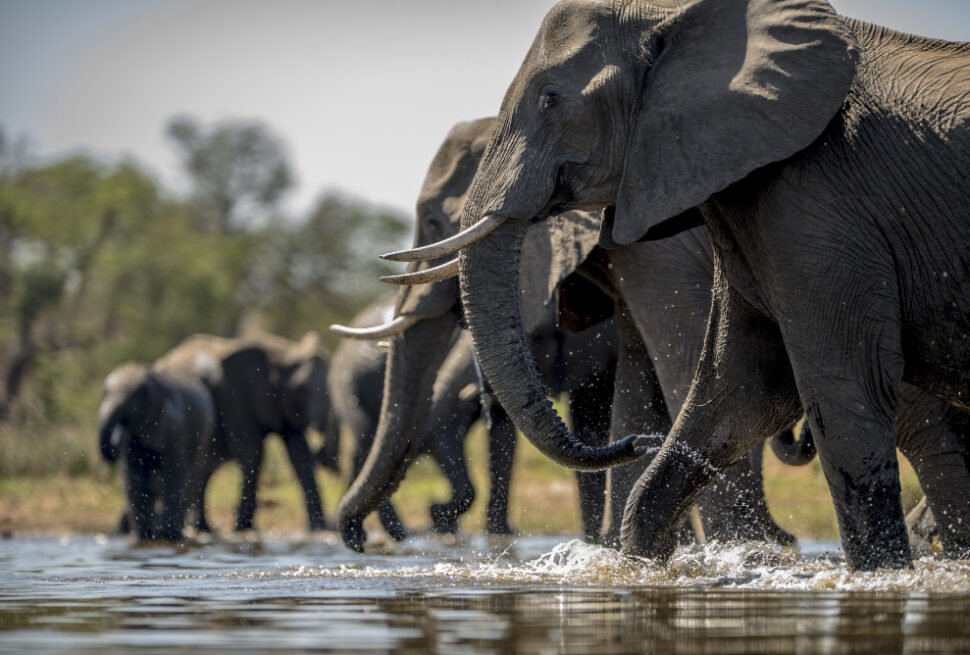 African Safari Holidays: Discover the Beauty, Wildlife and Adventure of Africa