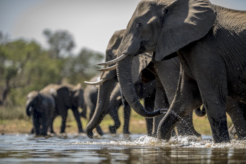 African Safari Holidays: Discover the Beauty, Wildlife and Adventure of Africa