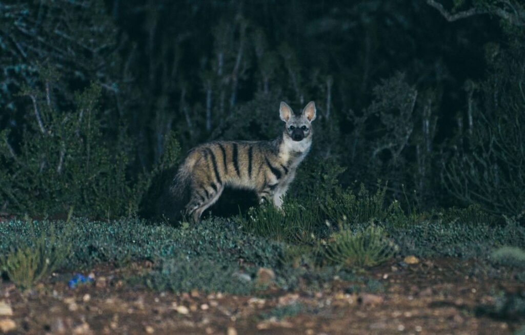 aardwolf image