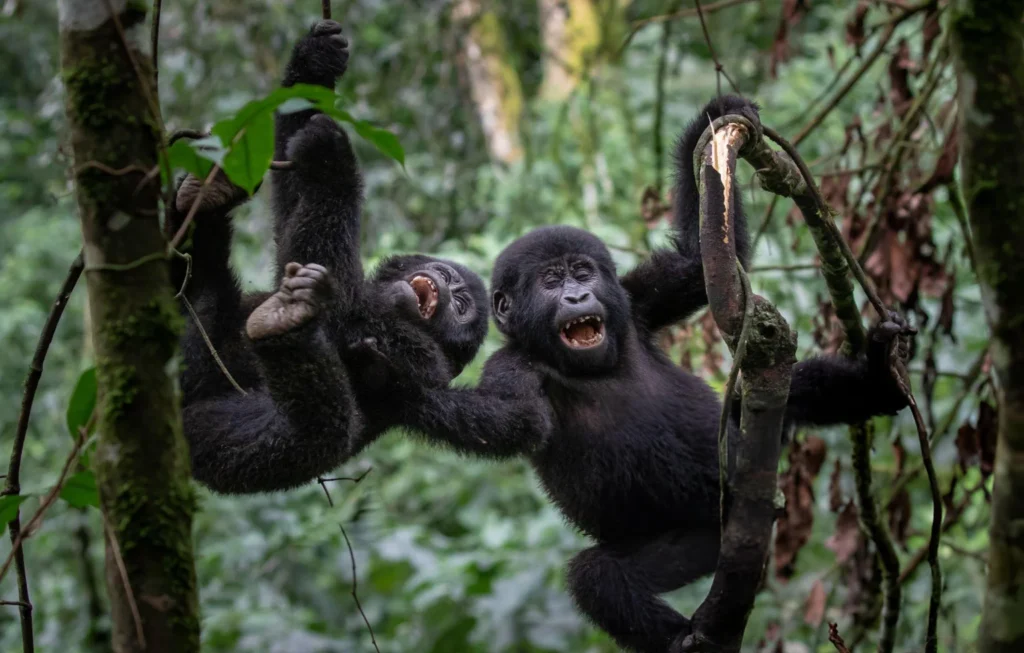 monkeys uganda - aardwolf Africa adventure safaris