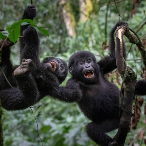 monkeys uganda - aardwolf Africa adventure safaris