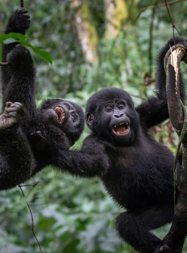 monkeys uganda - aardwolf Africa adventure safaris