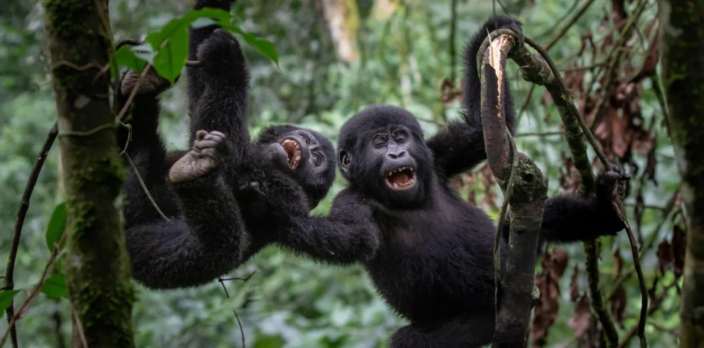 monkeys uganda - aardwolf Africa adventure safaris